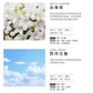 【cocodor】經典擴香瓶200ml